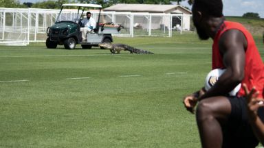 Алигатор прекъсна тренировката на футболен отбор в Щатите