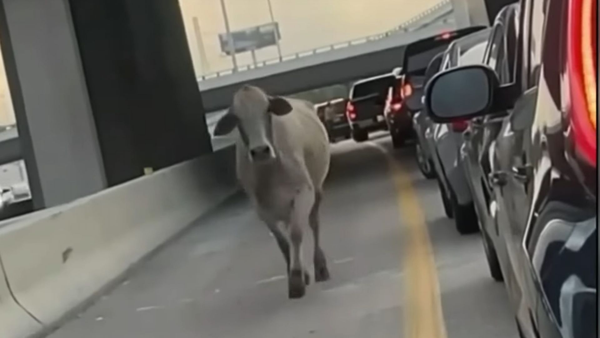 Крава беглец и яростен алигатор блокираха трафика в Хюстън (видео)