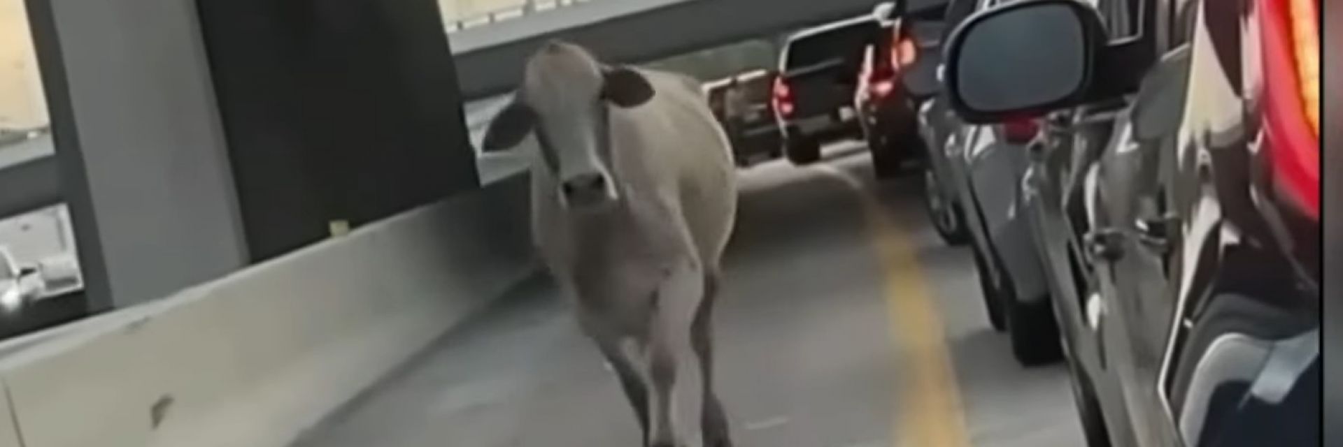 Крава беглец и яростен алигатор блокираха трафика в Хюстън (видео)