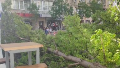 Голямо дърво падна в пешеходната зона на столичния булевард Витоша