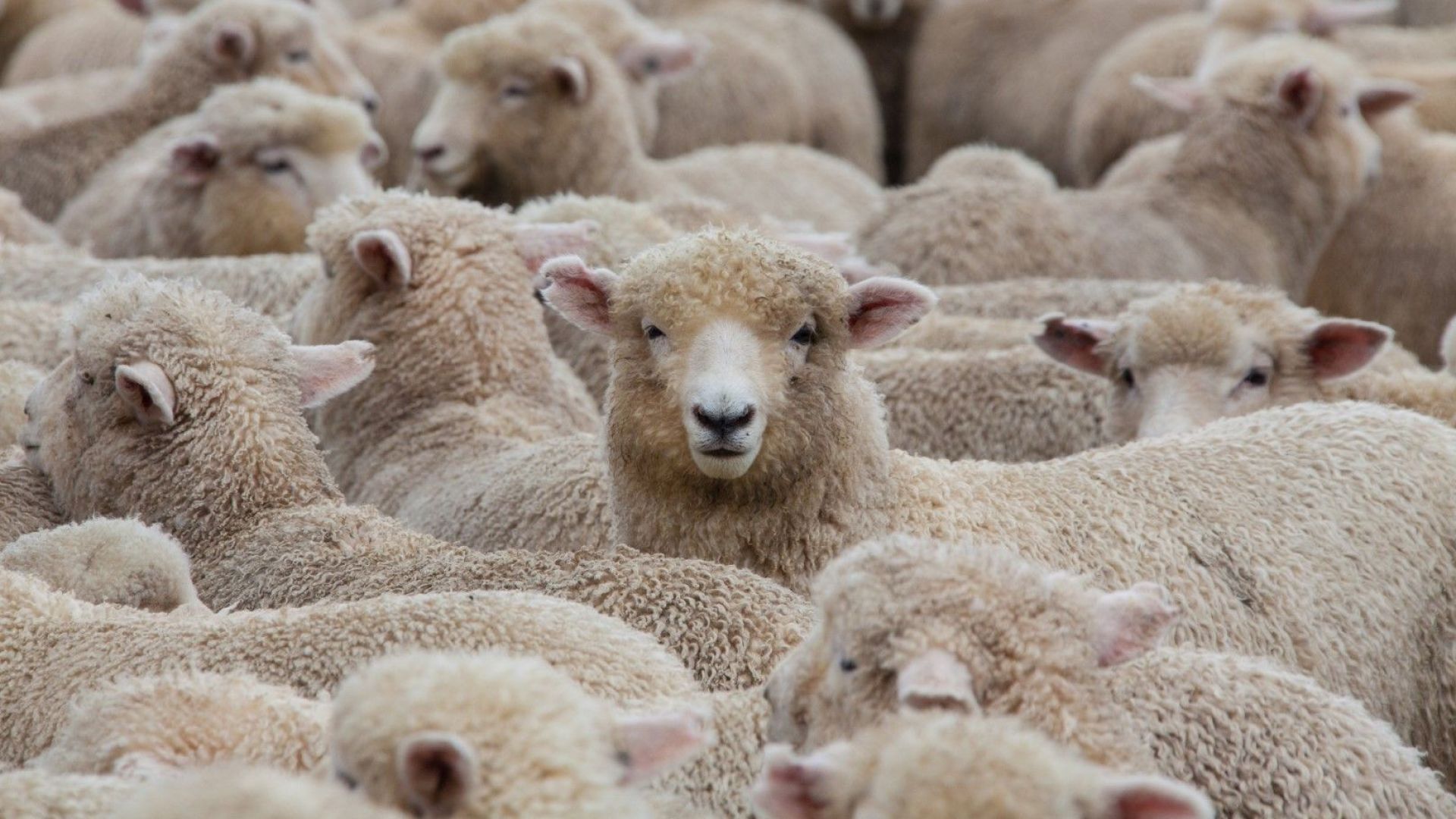 В България имало стотици хиляди "виртуални овце"
