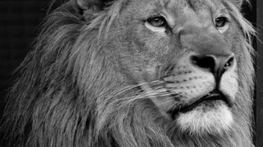 Разградският лъв Терез почина в Нидерландия 10 месеца след брат си Масуд
