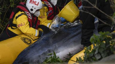 Малък ивичест кит който бе заседнал в река Темза в