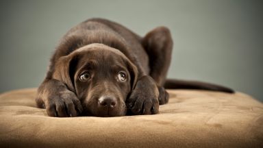 Доказано: Хората могат да "заразяват" кучетата със стрес