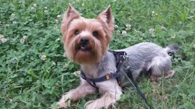 Питбул без каишка и намордник уби малко куче в близост