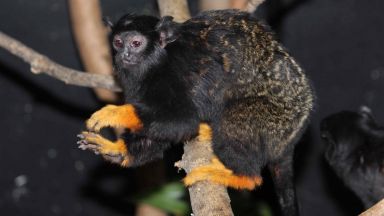 От зоологическата градина в София се похвалиха с нов вид