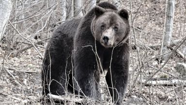 Първият обитател на Парка за танцуващи мечки край Белица Стефчо