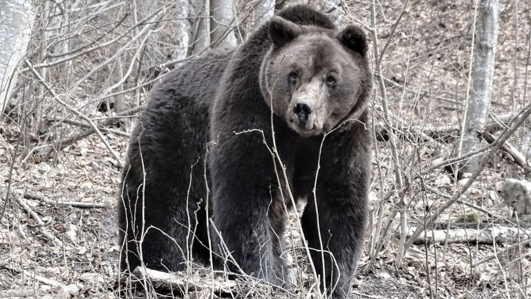 Първият обитател на Парка за танцуващи мечки край Белица -