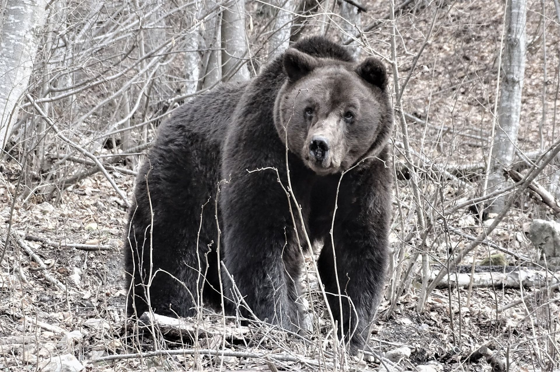 Гледачите на 34-годишния мечок Стефан забелязали, че състоянието му започнало рязко да се влошава