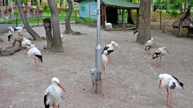 Над 20 са щъркелите които обитават варненския зоопарк Повечето птици