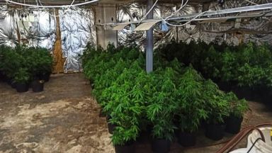 Мини ферма за отглеждане на канабисови растения в централната градска