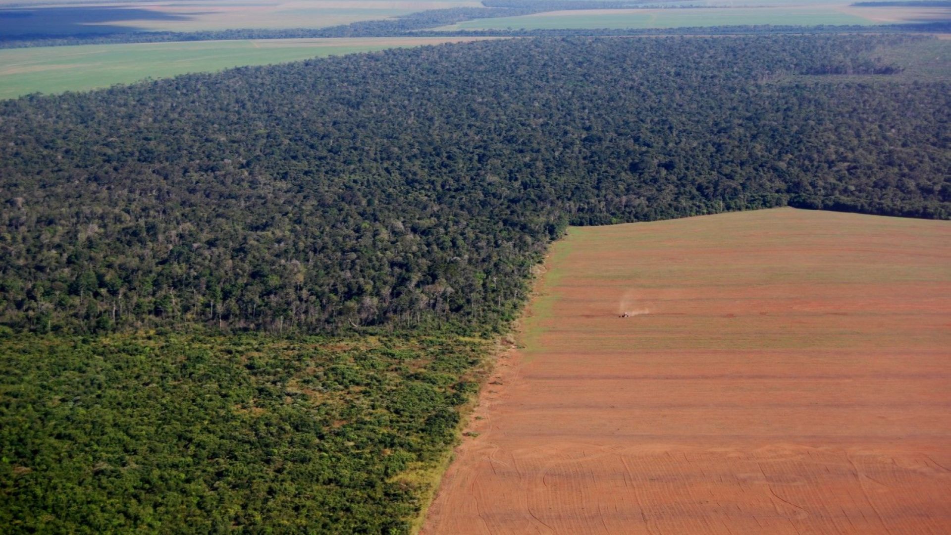 От говеждо до шоколад - незаконно обезлесяване стои зад много от храните