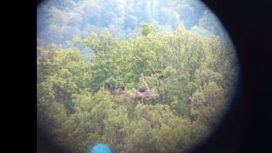 В Котленска планина се излюпи първото установено малко от вида