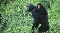 Над 200 шимпанзета водят помежду си кървава "гражданска война" с белези на геноцид