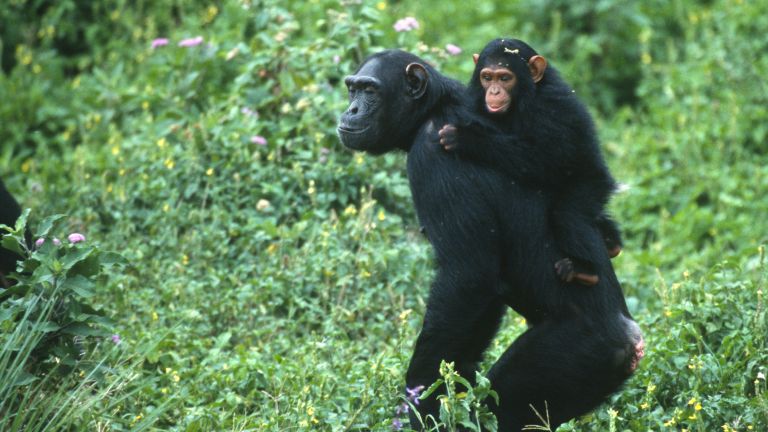 Над 200 шимпанзета водят помежду си кървава "гражданска война" с белези на геноцид