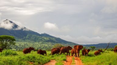 Как да се подготвим за незабравимо сафари?