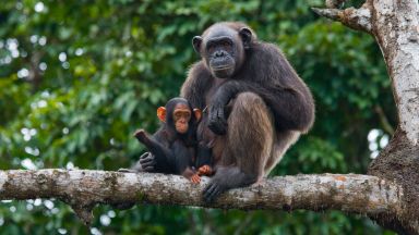 Шимпанзетата учат едни от други