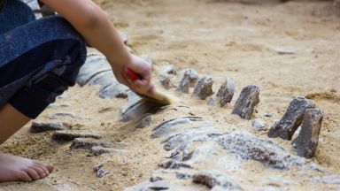 Палеонтолози от австралийския природонаучен музей в град Ероманга откриха останки