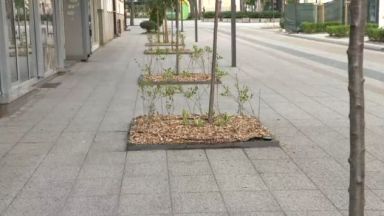 Протест срещу изсичането на дървета организират днес във Враца Според