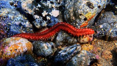 Най новите обитатели на аквариума на Регионалния природонаучен музей в Пловдив