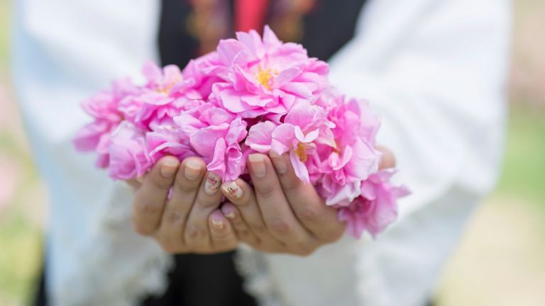 Ухание на лято: Кога и къде има празници на розата в Розовата долина