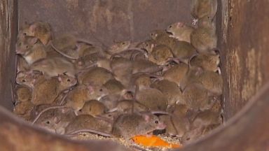 Нашествие на милиони мишки в Нов Южен Уелс, влизат в къщите и леглата (видео)