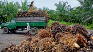 Малайзия и Индонезия vs. ЕС в СТО за палмовото масло