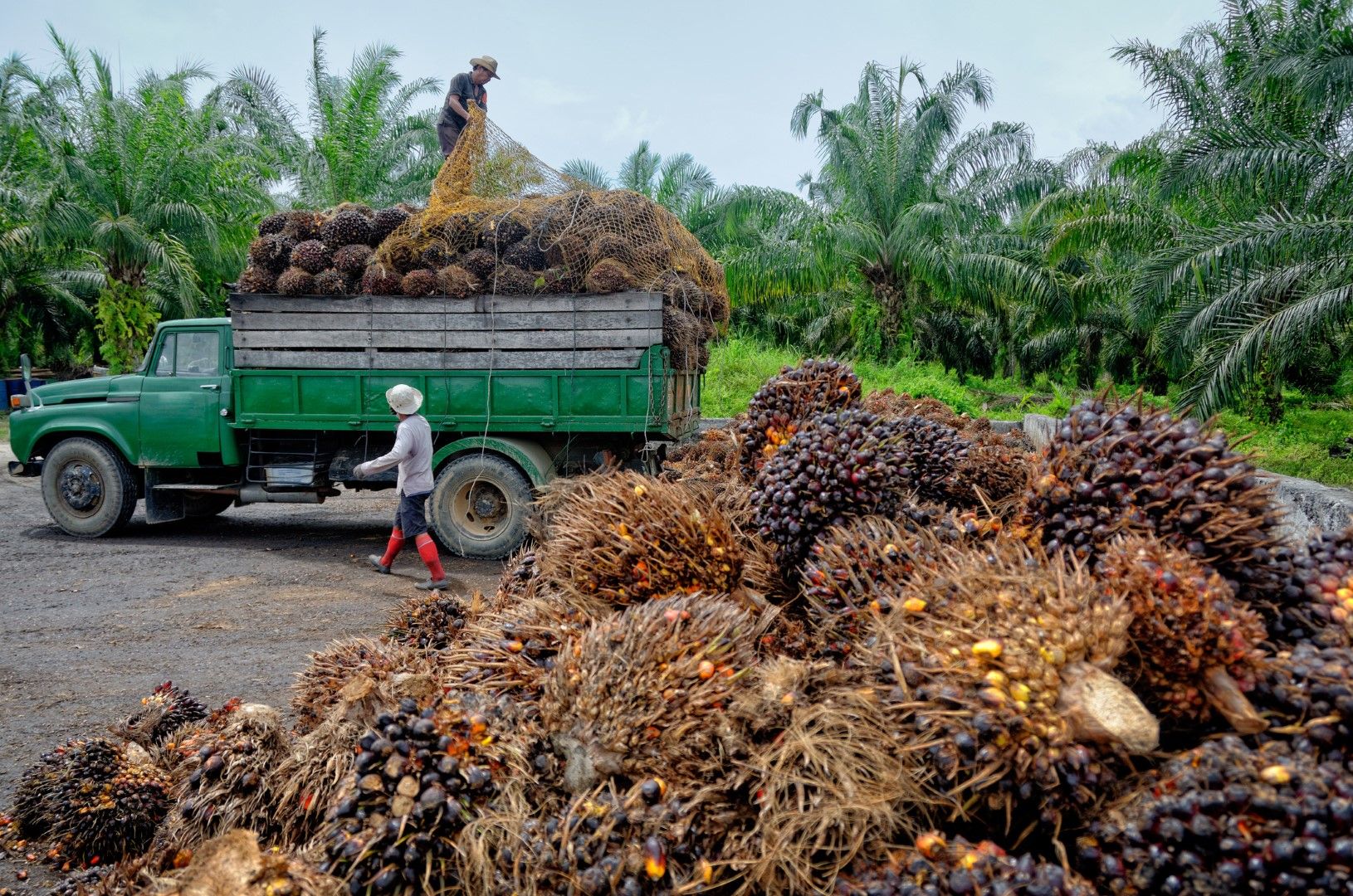 Плантация за палмово масло. ЕС ограничава използването на биогорива на основата на палмово масло