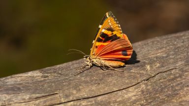 Гърция: Вижте долината със стотици хиляди пеперуди (снимки)