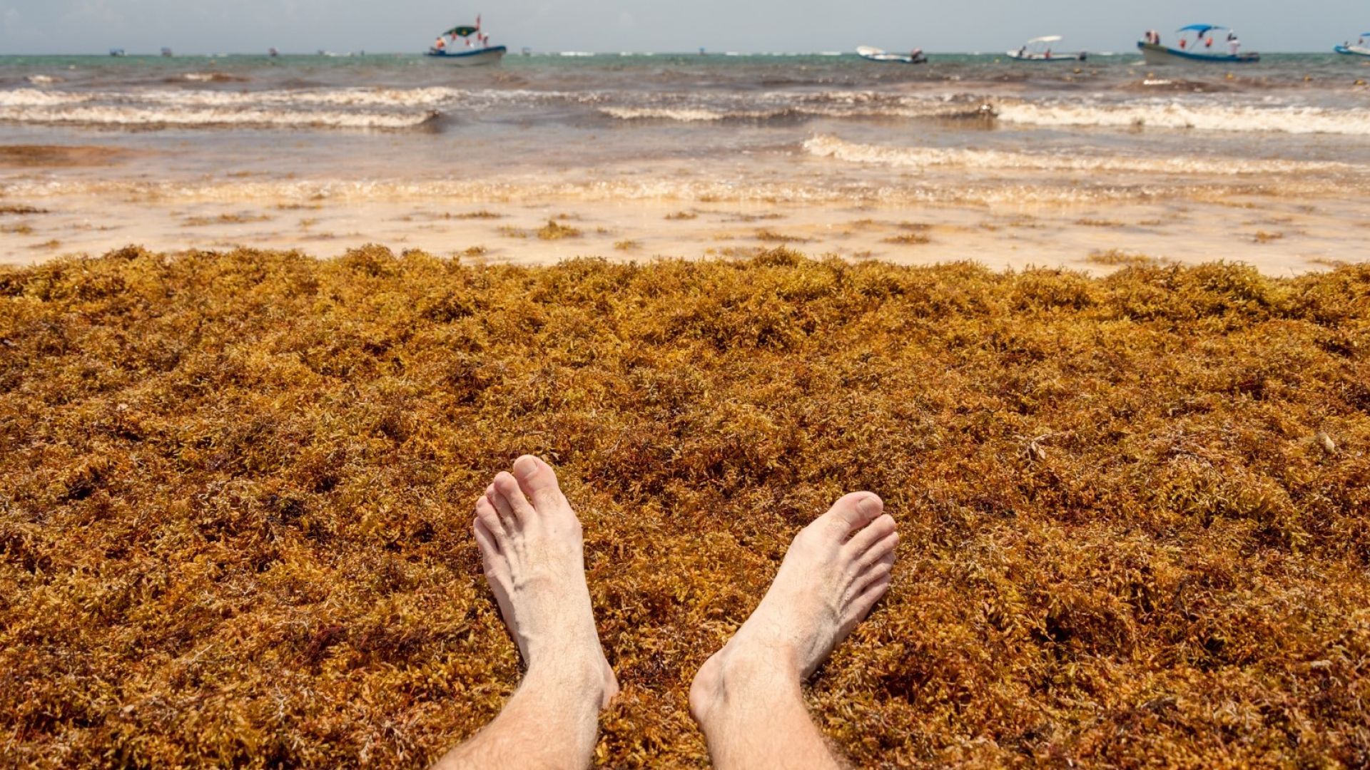 Тонове водорасли задръстиха райските плажове на Мексико (видео)