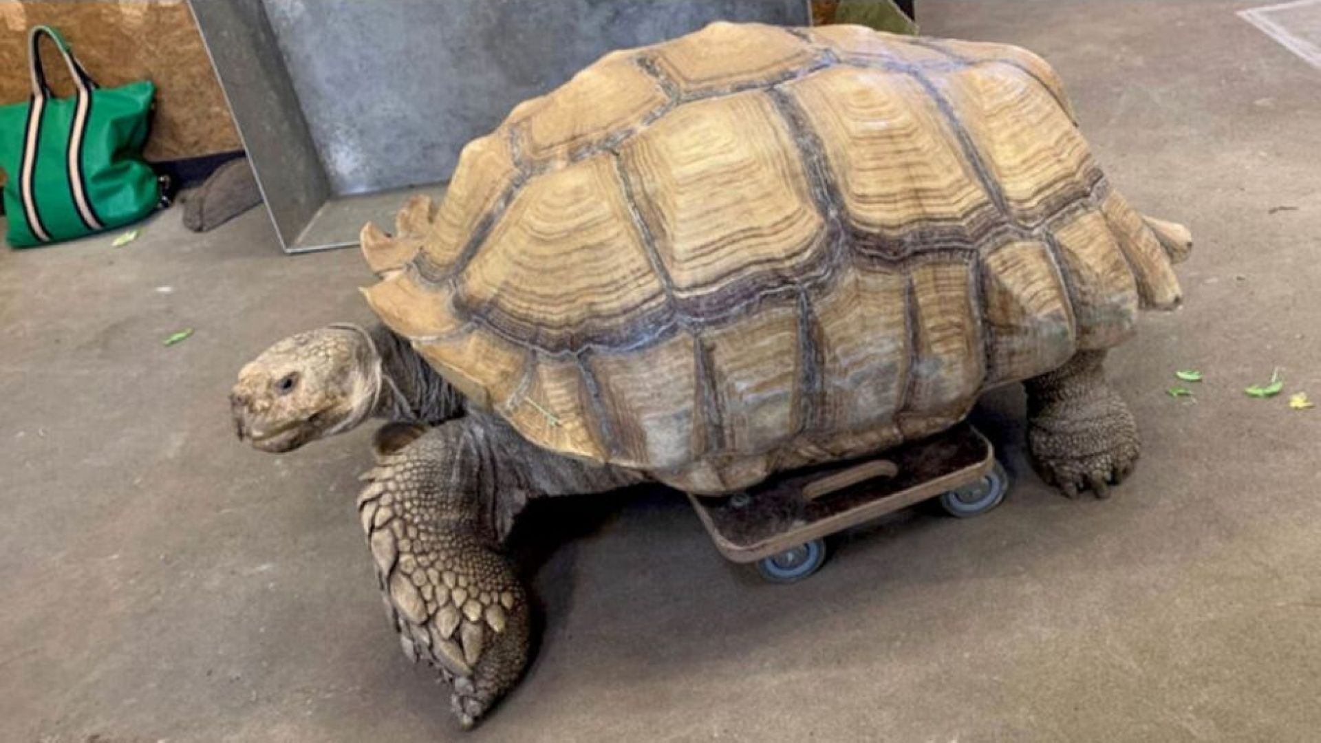 108-килограмова костенурка с артрит в Германия се придвижва със специална дъска