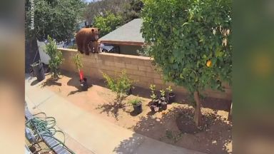 Видео на момиче което избутва мечка от оградата на двора