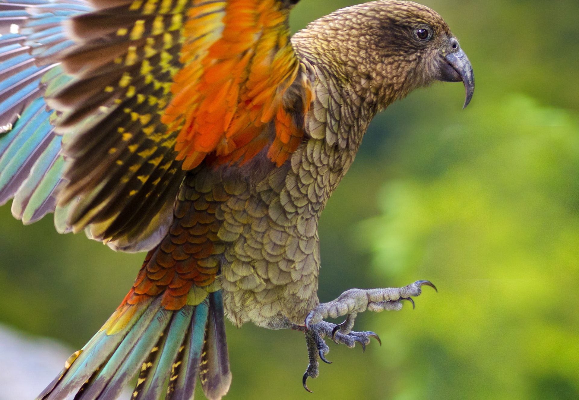 Редки новозеландски птици  вероятно са избягали високо  в планините от хората