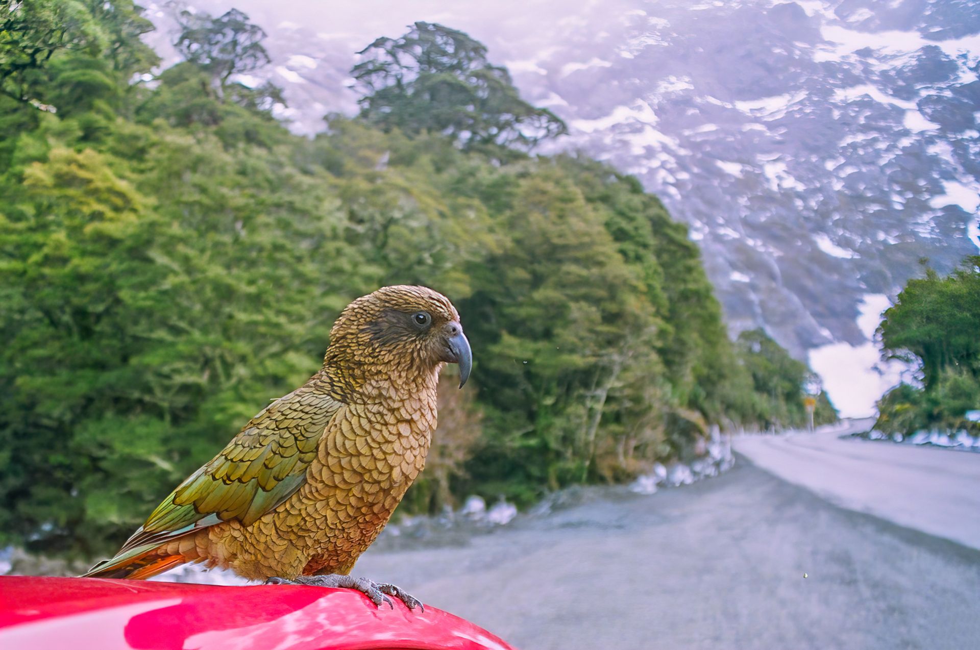 Редки новозеландски птици  вероятно са избягали високо  в планините от хората