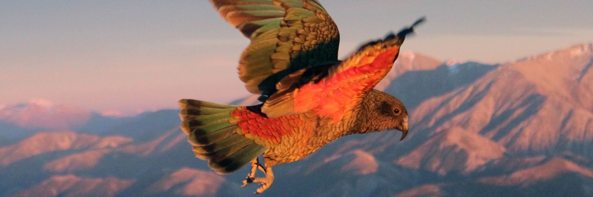 Редки новозеландски птици  вероятно са избягали високо  в планините от хората