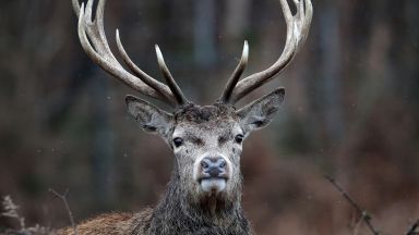Столичната зоологическа градина помага изчезнали видове животни да се върнат