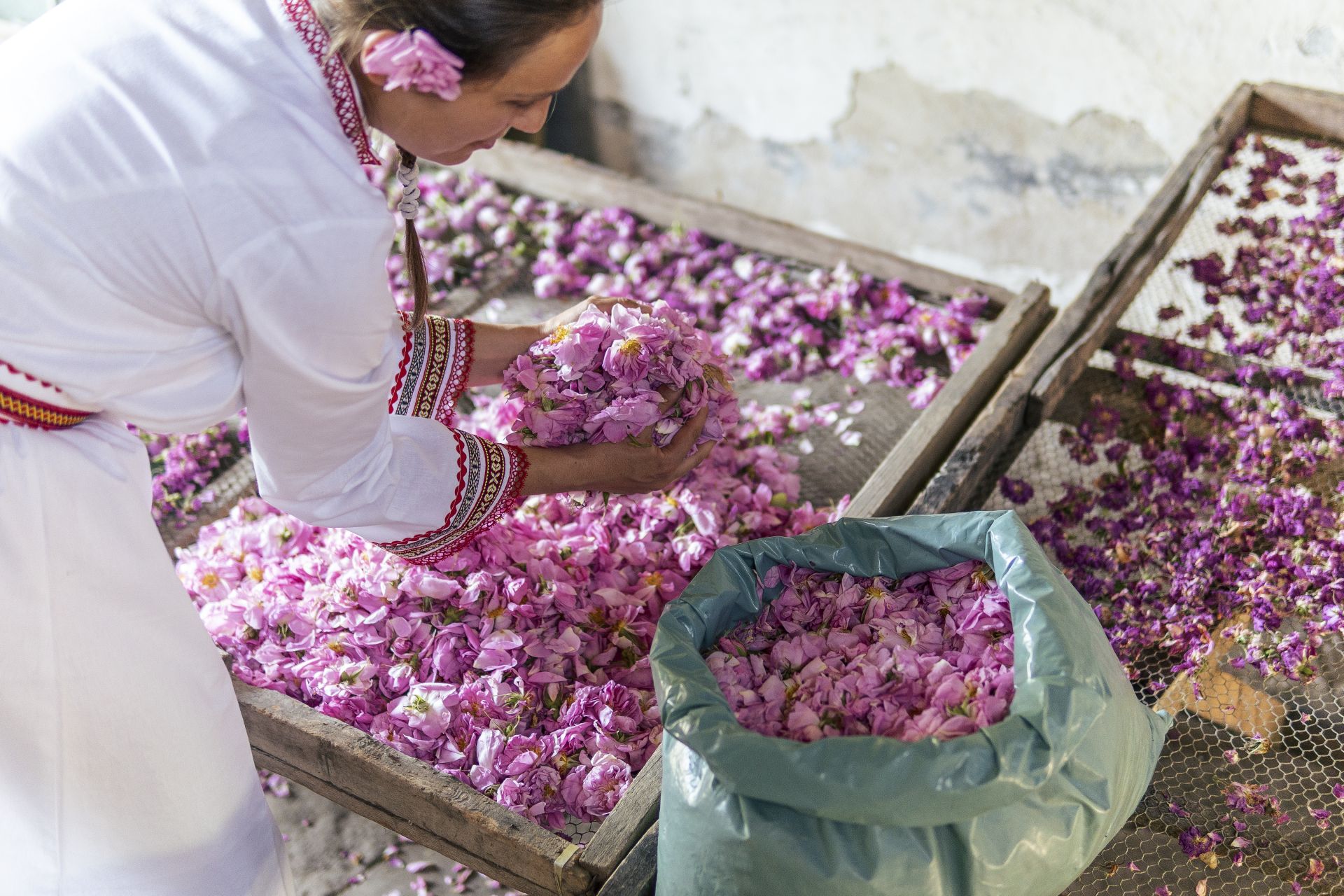 Част от процеса на създаване на розовото масло
