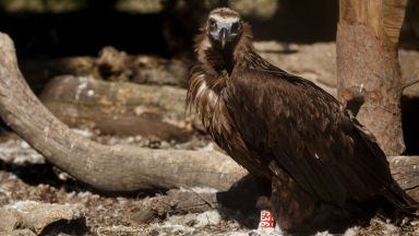 От Фонда за дива флора и фауна сигнализираха за изчезнал