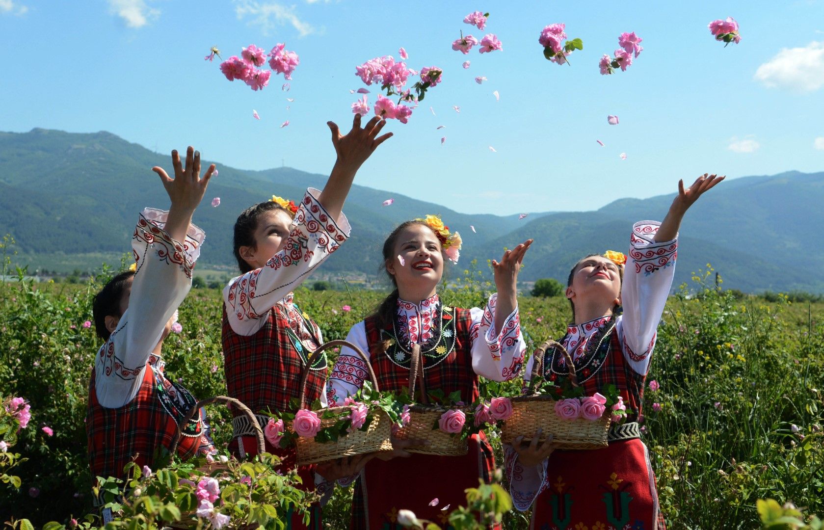 Казанлък (6 юни 2021) Автентичния ритуал розобер край Казанлък, събра гости и туристи от цял свят в розовите масиви край града. Събитието е част от 118-ия Празник на розата 