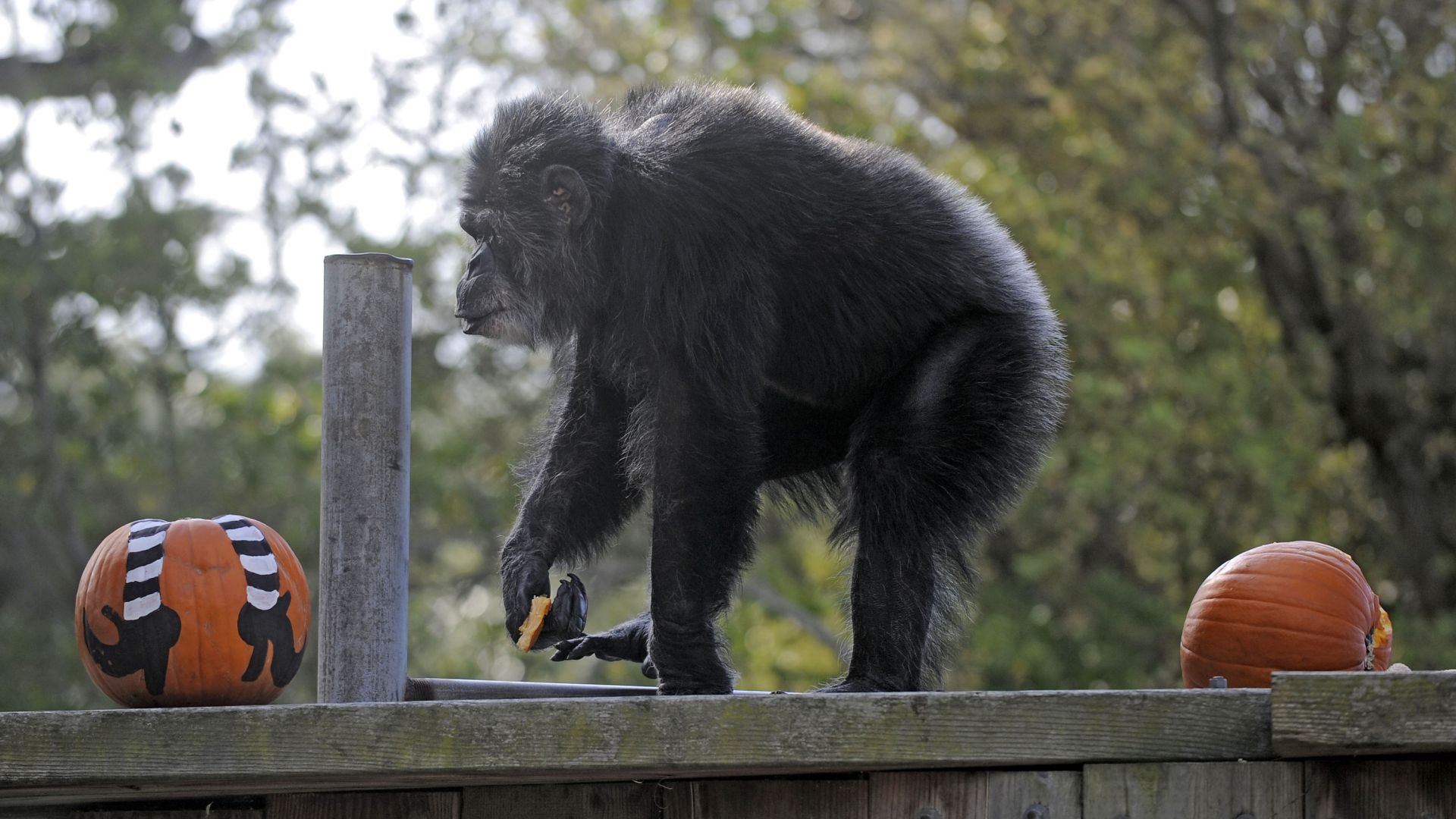 Почина Коби - най-старото шимпанзе в САЩ  