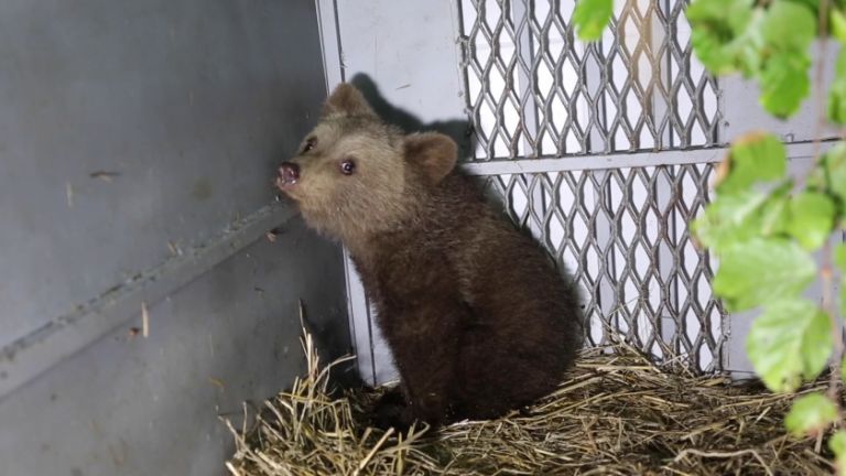 They saved a third bear near Chepelare