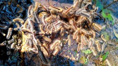 Нашествие от гъсеници в горите край Слънчев бряг Свети Влас