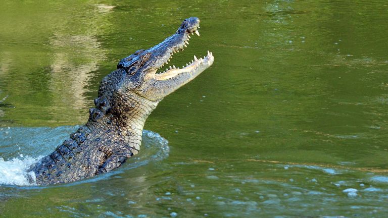 Крокодил нападна 28-годишни близначки от Великобритания, които плували в лагуна