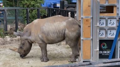 Женски бял носорог пристигна от Тайван в Япония в търсене на любов (видео)