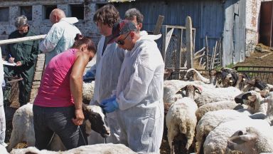 Взеха нови проби за чума от спорното стадо в Болярово, пращат ги в Германия и Франция
