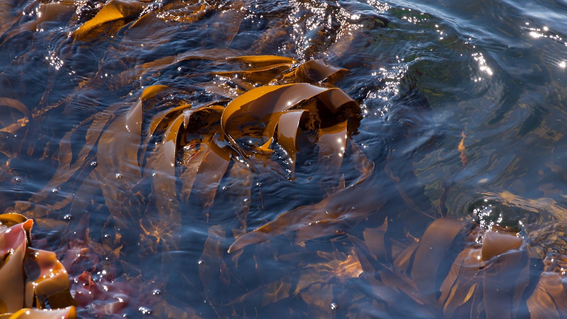 След морската слуз Турция е изправена пред заплаха от кафяви водорасли