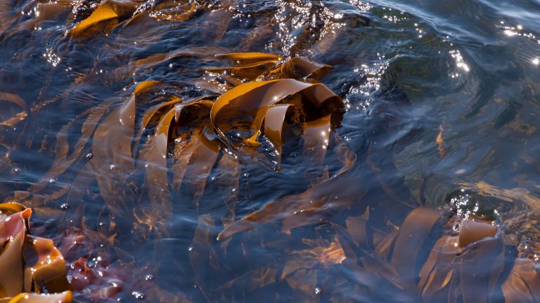 След морската слуз Турция е изправена пред заплаха от кафяви водорасли