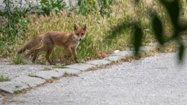 Малко лисиче се разходи по улиците на Пловдив То е