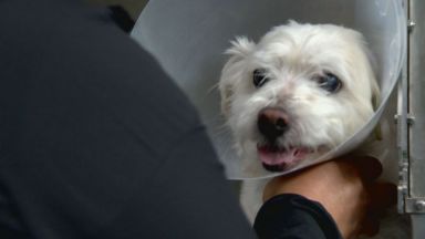 Куче беше изхвърлено от шестия етаж в столичния квартал Младост