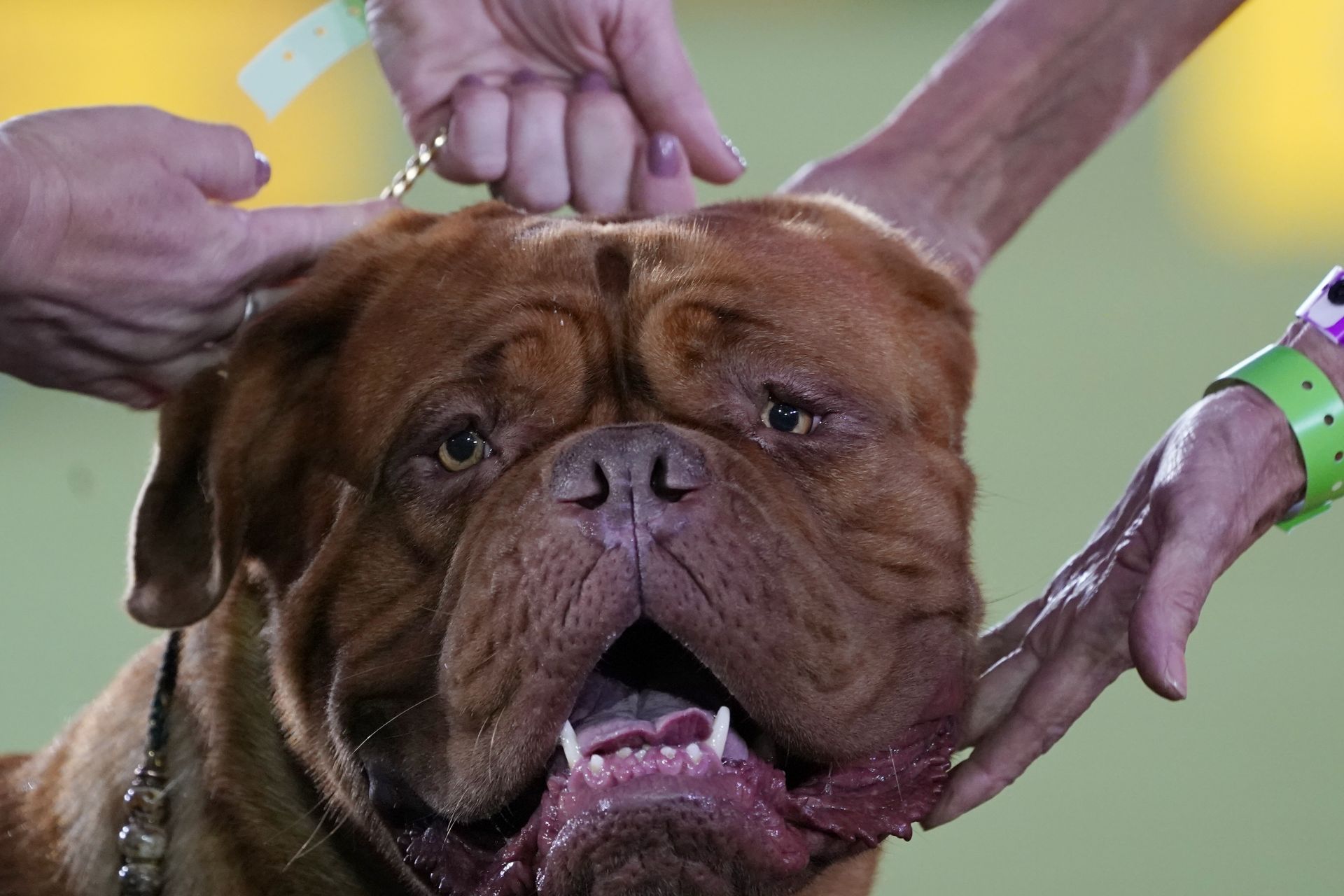 13 юни 2021 г. - Dogue de Bordeaux (Кучето от Бордо) е представено пред съдия в категорията на работната група на изложението за кучета в Уестминстърския киноложки клуб в Таритаун, Ню Йорк.